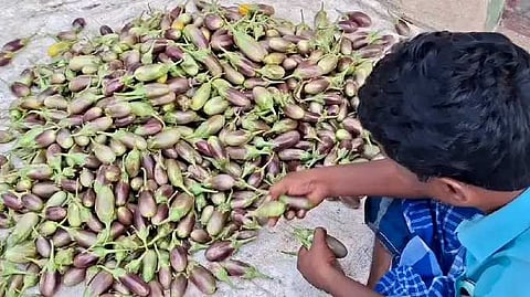 கத்திரிக்காய்