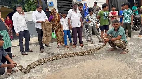 விழுங்க முயன்ற மலைப்பாம்பு