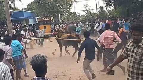 எருது விடும் விழா விமரிசை