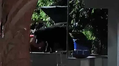 கரடி நடமாட்டம்