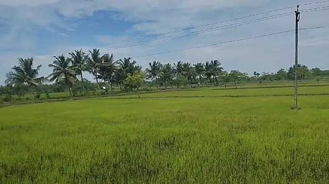 நெற்பயிர்கள்