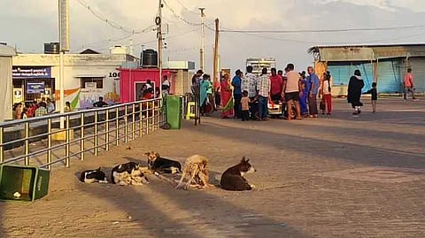 தெரு நாய்கள்