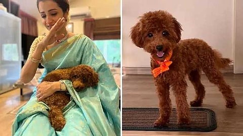 Trisha dog