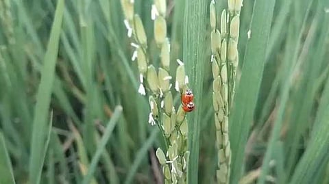 செம்பேன் பூச்சி