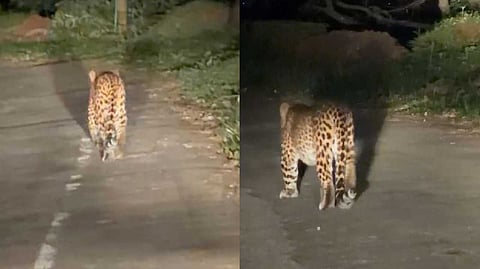 cheeta