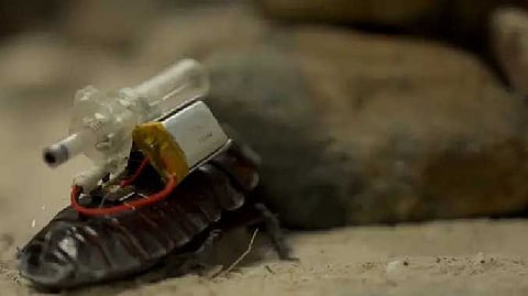 சைபோர்க் கரப்பான் பூச்சி