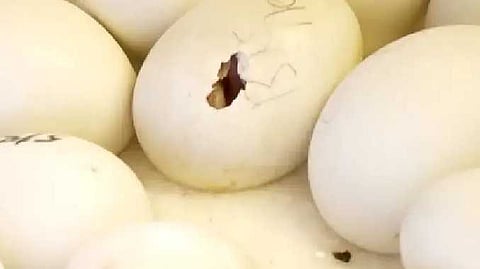 கிளி இனத்தின் முட்டைகள்