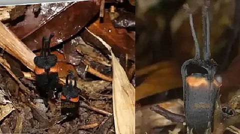 அரக்கப்பூ