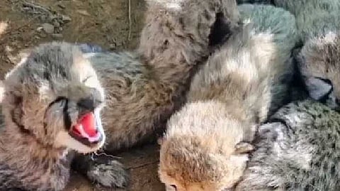 Cheetah