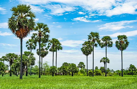 A landscape view of Palakkad