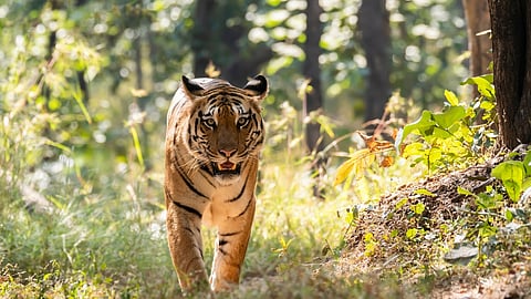 Tiger Conservation