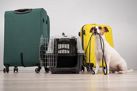 A dog on flight