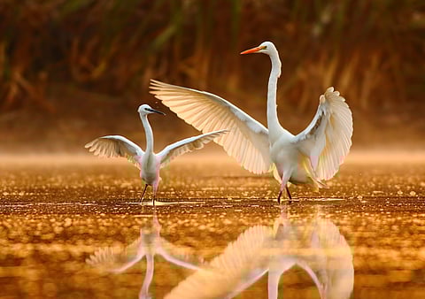 The dance of herons over a shallow lake