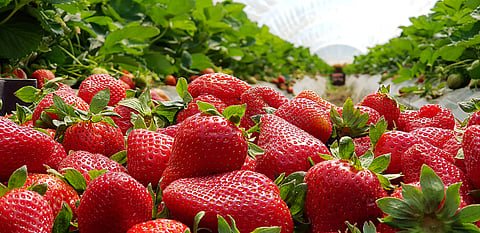 Freshly plucked strawberries at a farm