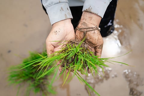 The Mungaru festival celebrates the rains with paddy transplanting activities