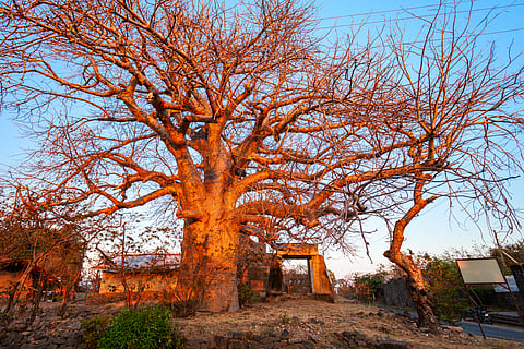 Baobab Trees Of Mandu