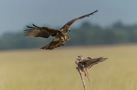 Tal Chhapar has become a popular birding destination to see the majestic raptors of India