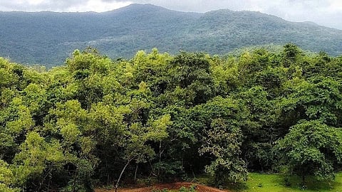 At Mhadei Wildlife Sanctuary