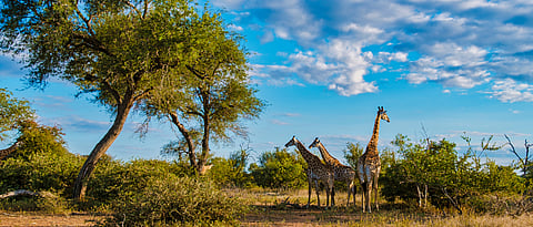Giraffe in the bush of Kruger national