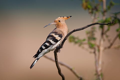 Eurasian hoopoe (Upupa epops) at Hesaraghatta, Karnataka