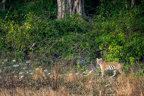 Dudhwa National Park