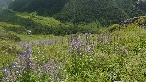 The Bhyundar Valley was later named as the Valley of Flowers