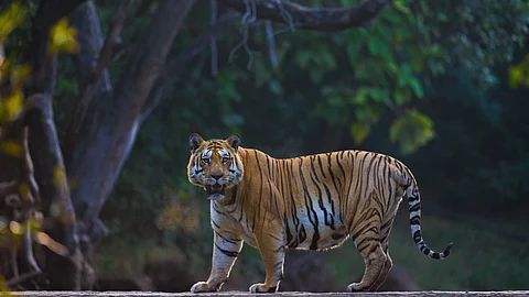 A tiger on the prowl