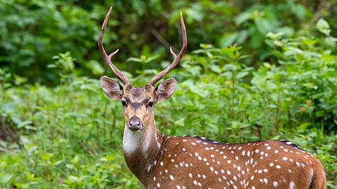 Nagarhole National Park
