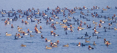 Haiderpur Wetland To Host Birdwatching Festival