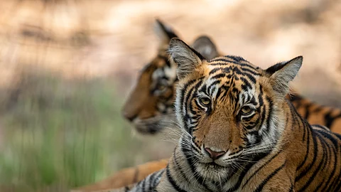 Sariska Mining controversy