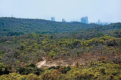 Sanjay Gandhi National Park in Mumbai