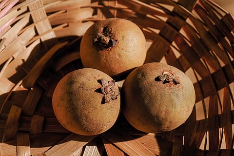 The chikoo is the star of the annual festival