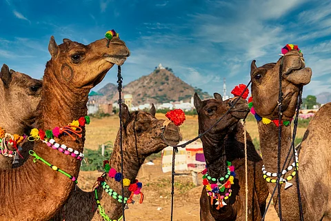 Decorated camels looking at the sky at the Pushkar camel fair