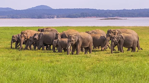 A group of wild elephants in Yala National Park in Sri Lanka