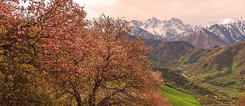Blooming apple trees in the mountains near the Kazakh city of Almaty