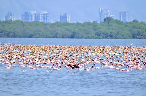 Wetlands are vital ecosystems and habitats for many species. For instance, Thane Creek in Mumbai attracts thousands of migratory birds every year