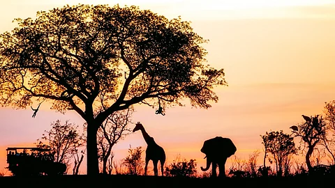 The night trail offers tourists, students, and wildlife enthusiasts a chance to explore the sanctuary during nighttime