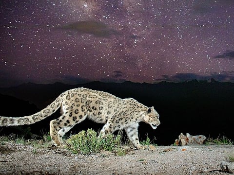 Ladakh Now Has World's Highest Density Of Snow Leopards