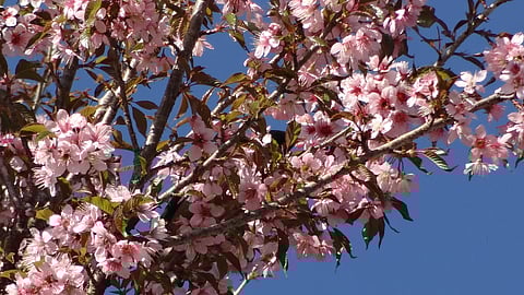 cherry blossoms in India