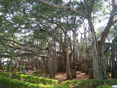 The Dodda Alada Mara is a big banyan tree in Ketohalli village