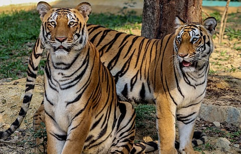 Bengal Tigers at Bannerughatta National Park