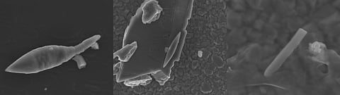 Needle, spindle, bullet and spearhead shape-magnetofossils
