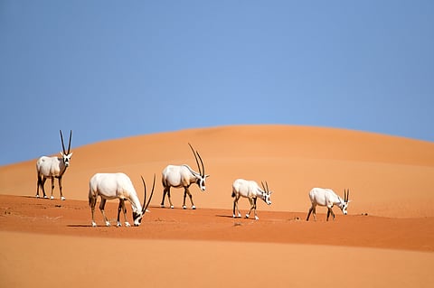 A family of Arabian oryx