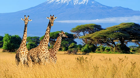 Three giraffes on Kilimanjaro mount background in the National park of Kenya, Africa