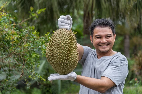 You can sample fruits like the durian at the farms in Thailand