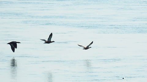 Migratory birds flying in the Jhilmil Jheel Conservation Reserve
