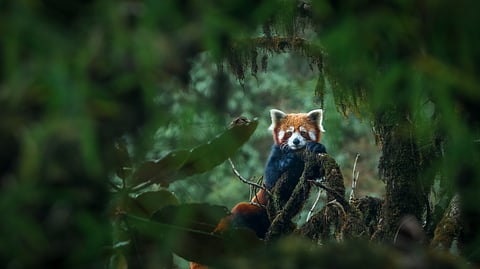 A red panda rests on a mossy oak nut branch at Singalila National Park