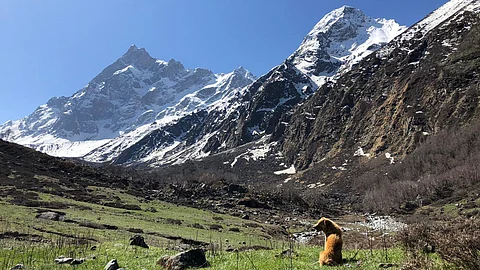 Dogs will be your loyal companions throughout the trek