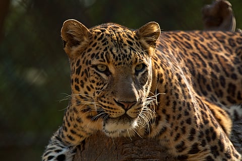 In A First, Leopard Gets Spotted At Nagpur's Pench Tiger Reserve