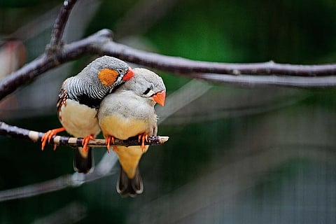 Finches Find Favour